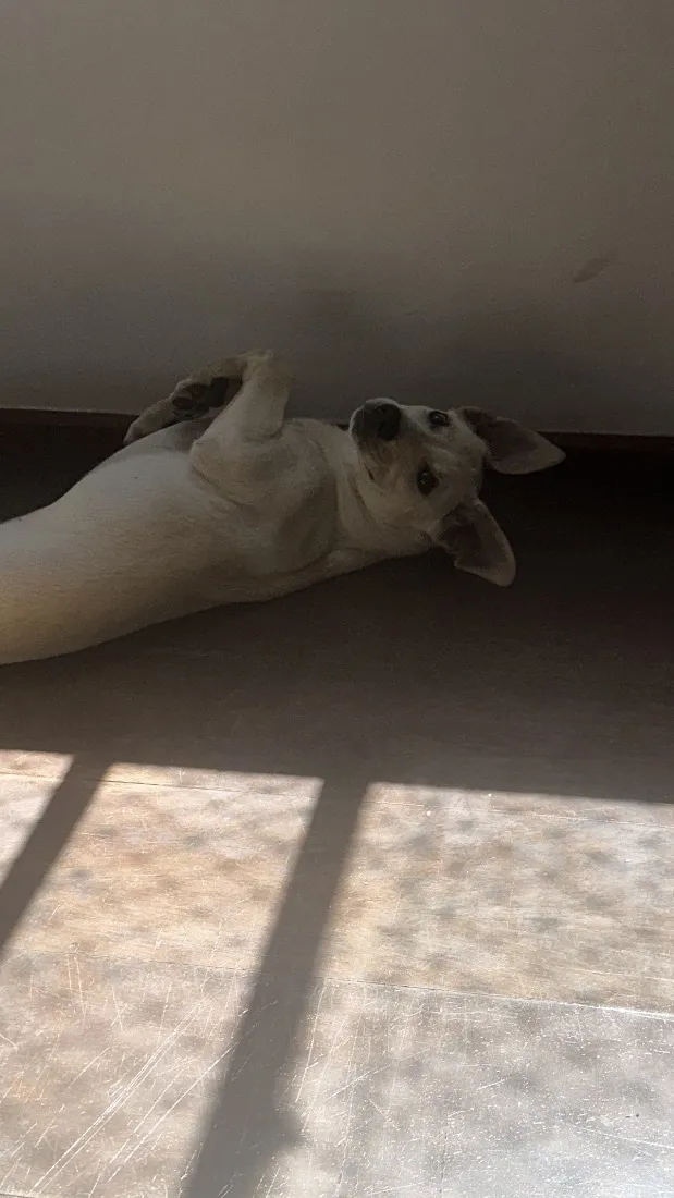 Cachorro raça SRD-ViraLata idade 2 a 6 meses nome Julie 