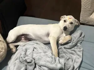 Cachorro raça SRD-ViraLata idade 2 a 6 meses nome Julie 