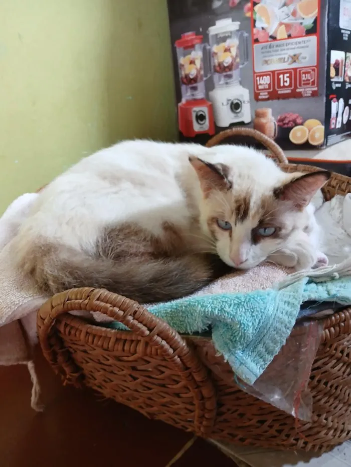 Gato raça SRD-ViraLata idade 7 a 11 meses nome Doly