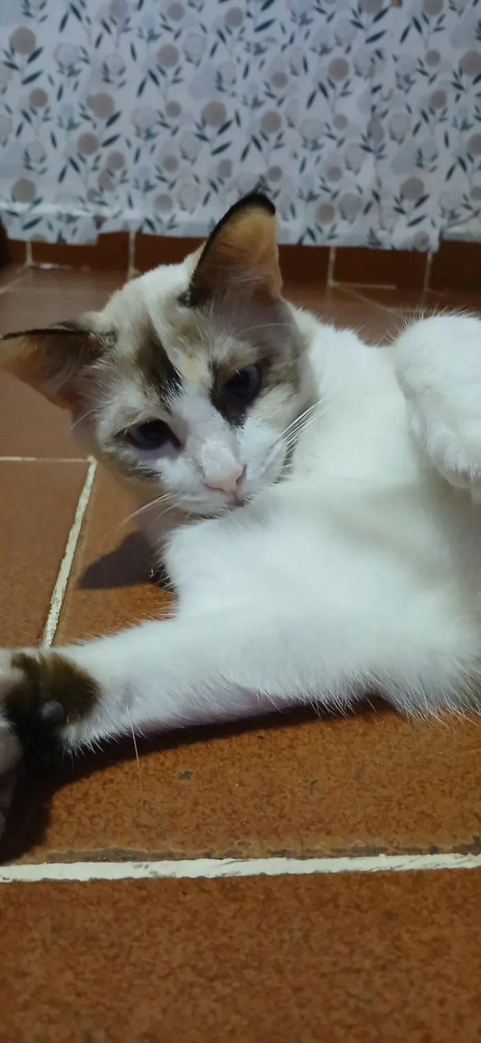 Gato raça SRD-ViraLata idade 7 a 11 meses nome Doly