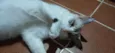Doly