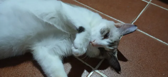 Gato raça SRD-ViraLata idade 7 a 11 meses nome Doly