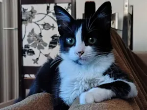Gato raça Siamês idade 7 a 11 meses nome Marcinha