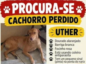 Cachorro raça SRD-ViraLata idade 6 ou mais anos nome Uther