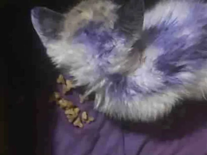 Gato raça SRD-ViraLata idade 2 a 6 meses nome Athena
