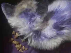 Gato raça SRD-ViraLata idade 2 a 6 meses nome Athena