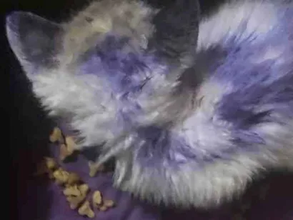 Gato raça SRD-ViraLata idade 2 a 6 meses nome Athena