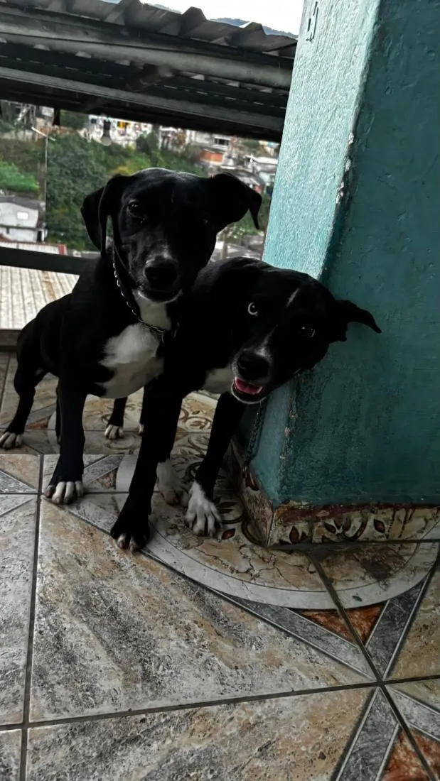 Cachorro raça SRD-ViraLata idade 1 ano nome Pepe e nenê 