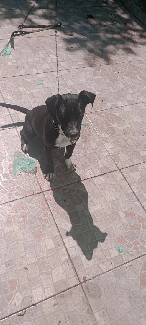 Cachorro raça SRD-ViraLata idade 1 ano nome Pepe e nenê 
