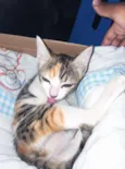 Belinha 