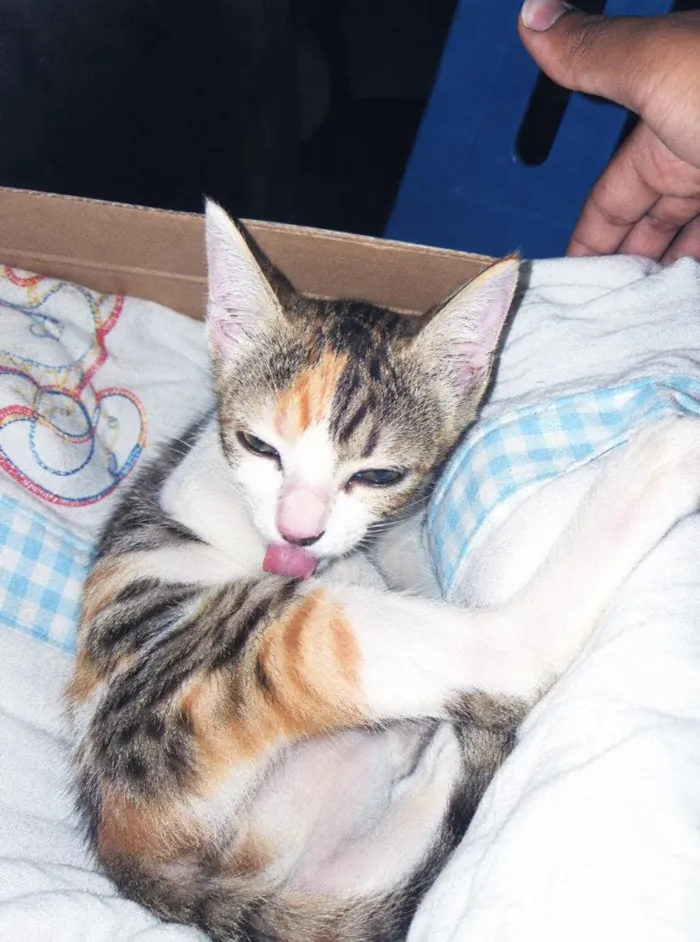 Gato raça tricolor calico idade Abaixo de 2 meses nome Belinha 