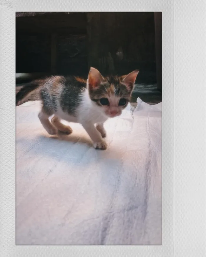 Gato raça tricolor calico idade Abaixo de 2 meses nome Belinha 