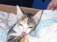 Belinha 