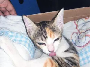 Gato raça tricolor calico idade Abaixo de 2 meses nome Belinha 