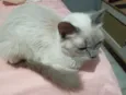 Yuki 