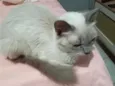 Yuki 