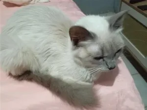 Gato raça SRD-ViraLata idade 1 ano nome Yuki 