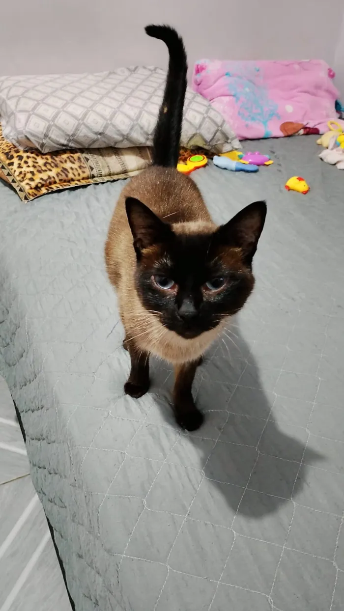Gato raça Siamês idade 2 a 6 meses nome Falar com Rosalia - Whats 11 97894-1344
