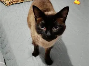 Gato raça Siamês idade 2 a 6 meses nome Falar com Rosalia - Whats 11 97894-1344