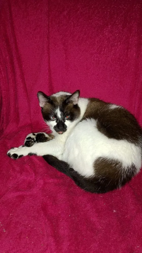 Gato raça Siamês idade 2 a 6 meses nome Falar com Rosalia - Whats 11 97894-1344