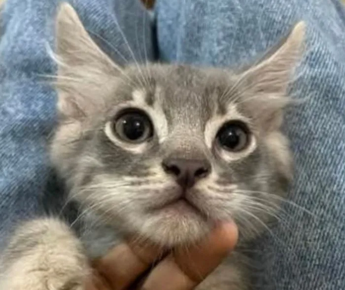 Gato raça SRD-ViraLata idade 2 a 6 meses nome Sky