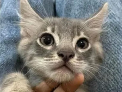 Gato raça SRD-ViraLata idade 2 a 6 meses nome Sky