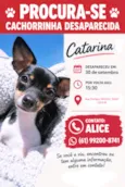Catarina