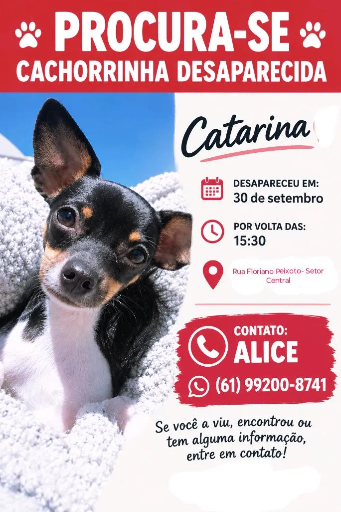 Cachorro raça Pinscher idade 6 ou mais anos nome Catarina