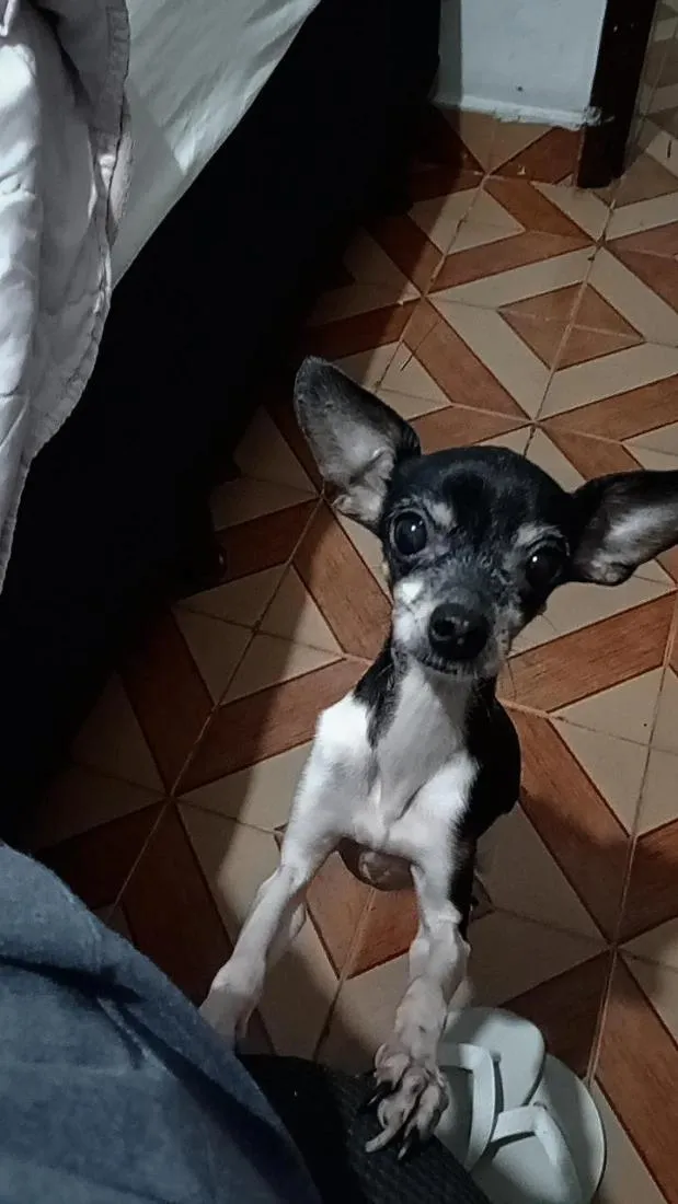 Cachorro raça Pinscher idade 6 ou mais anos nome Catarina