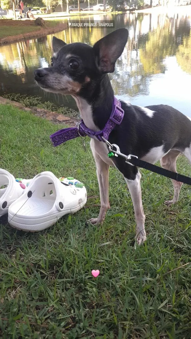 Cachorro raça Pinscher idade 6 ou mais anos nome Catarina