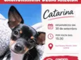 Catarina