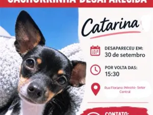 Cachorro raça Pinscher idade 6 ou mais anos nome Catarina