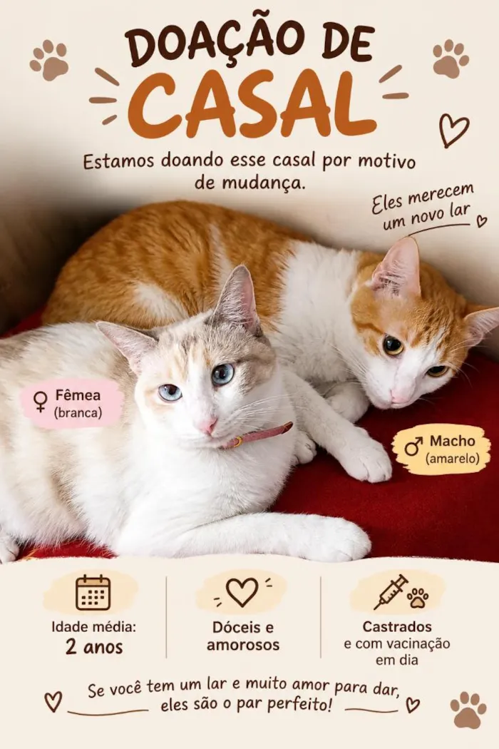 Gato raça SRD-ViraLata idade 2 anos nome nina e flokinho