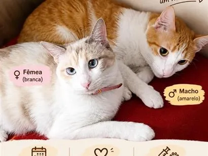 Gato raça SRD-ViraLata idade 2 anos nome nina e flokinho