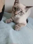 GATINHO CINZA 