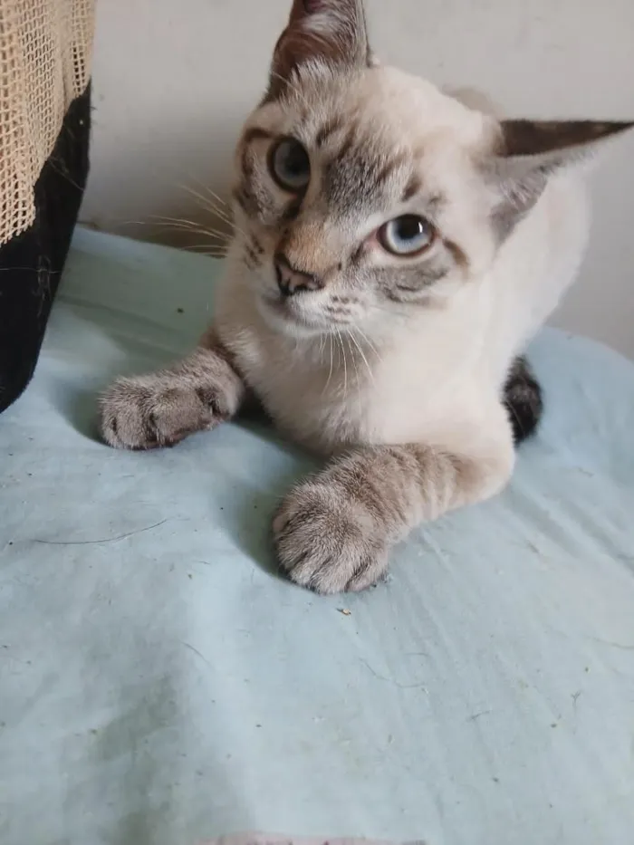 Gato raça SRD-ViraLata idade 2 a 6 meses nome GATINHO CINZA 