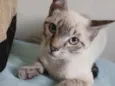 GATINHO CINZA 