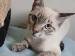 Gato raça SRD-ViraLata idade 2 a 6 meses nome GATINHO CINZA 