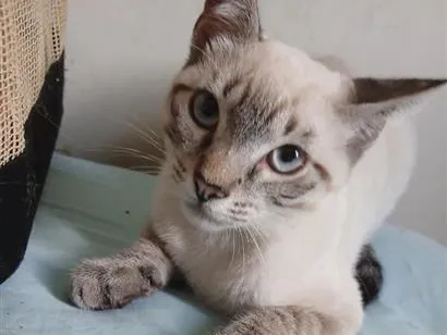 Gato raça SRD-ViraLata idade 2 a 6 meses nome GATINHO CINZA 