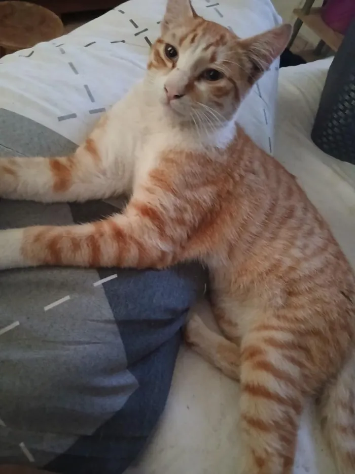 Gato raça SRD-ViraLata idade 7 a 11 meses nome AMARELINHO 