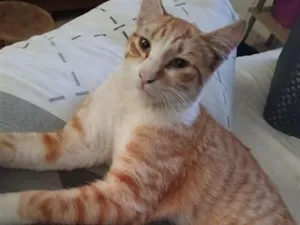 Gato raça SRD-ViraLata idade 7 a 11 meses nome AMARELINHO 