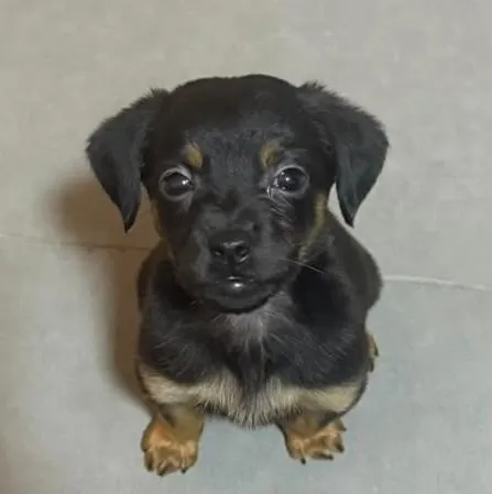 Cachorro raça SRD-ViraLata idade 2 a 6 meses nome MENININHA 
