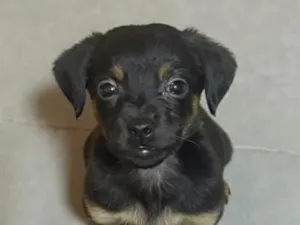Cachorro raça SRD-ViraLata idade 2 a 6 meses nome MENININHA 