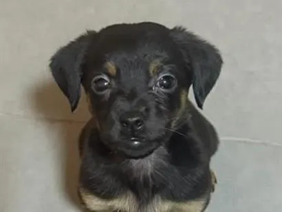Cachorro raça SRD-ViraLata idade 2 a 6 meses nome MENININHA 