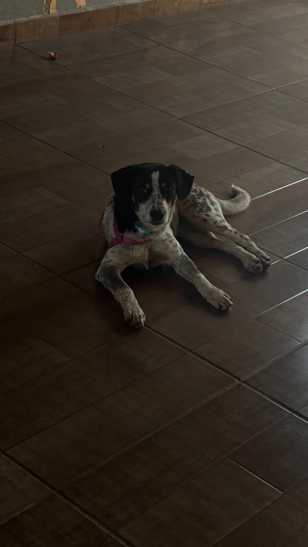 Cachorro raça SRD-ViraLata idade 7 a 11 meses nome Filó