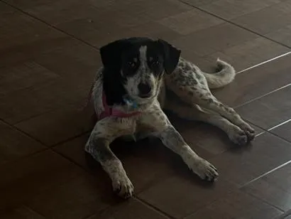 Cachorro raça SRD-ViraLata idade 7 a 11 meses nome Filó