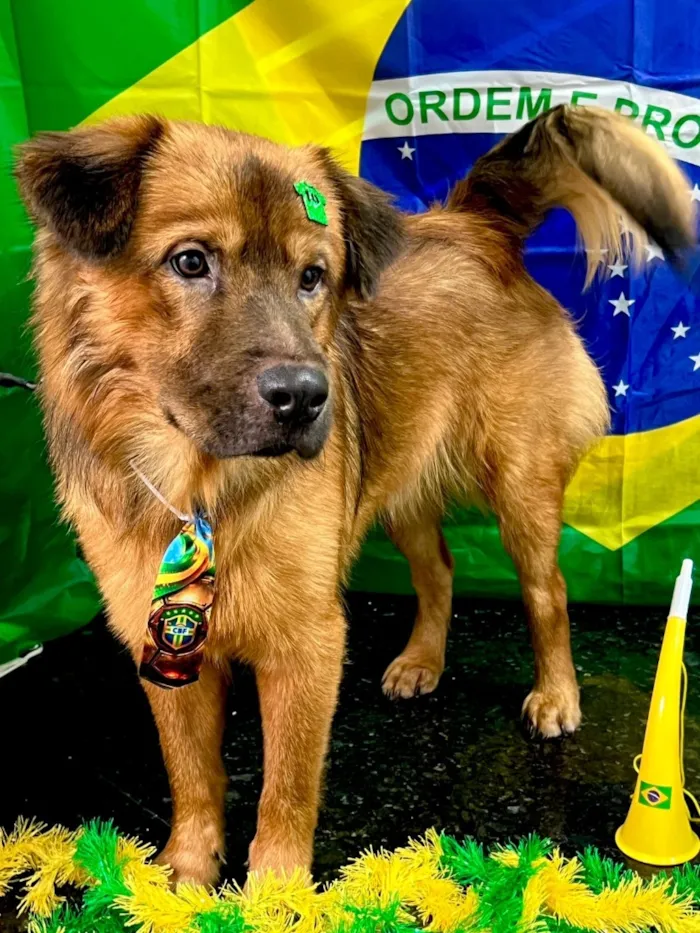 Cachorro raça SRD-ViraLata idade 1 ano nome Revoada