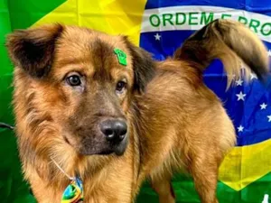 Cachorro raça SRD-ViraLata idade 1 ano nome Revoada