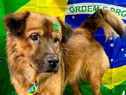 Cachorro raça SRD-ViraLata idade 1 ano nome Revoada