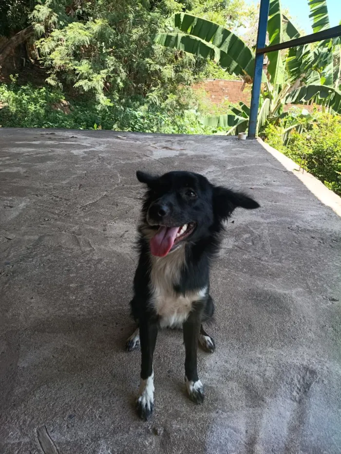 Cachorro raça SRD-ViraLata idade 1 ano nome Pandora